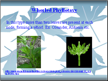 Whorled Phyllotaxy