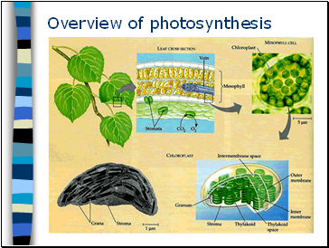 Overview of photosynthesis