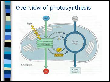 Overview of photosynthesis