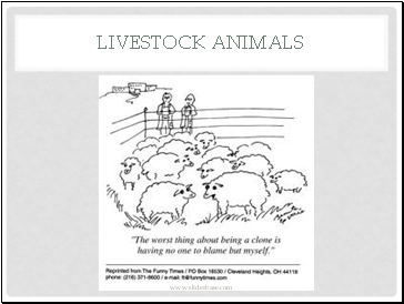 Livestock animals