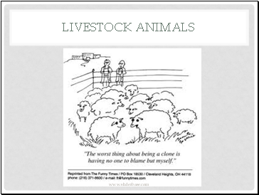 Livestock Animals