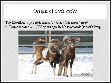 Origin of Ovis aries