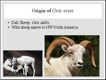 Origin of Ovis aries