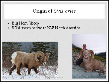 Origin of Ovis aries