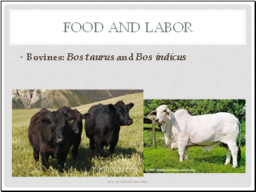 Food and Labor