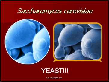 Saccharomyces cerevisiae