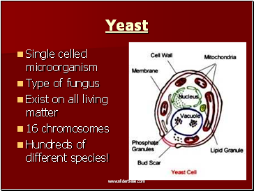 Yeast