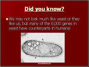 Did you know?