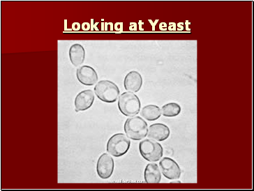 Looking at Yeast
