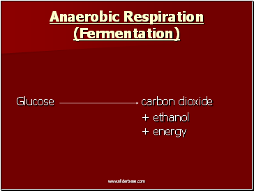 Anaerobic Respiration (Fermentation)