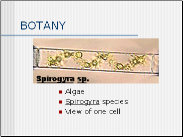 BOTANY