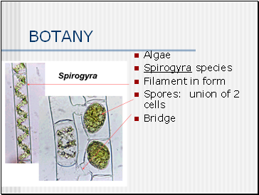 BOTANY