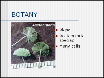 BOTANY