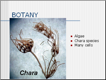 BOTANY