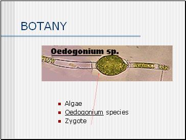 BOTANY