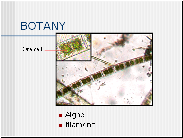 BOTANY