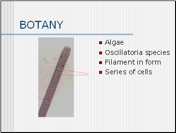 BOTANY