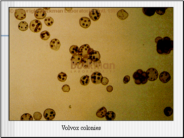 Volvox colonies