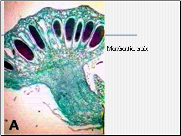 Marchantia, male