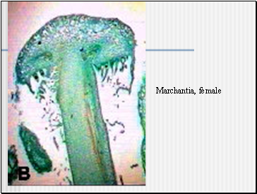 Marchantia, female