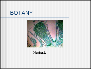 BOTANY