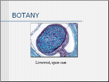 BOTANY