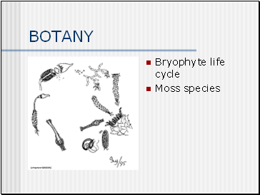 BOTANY