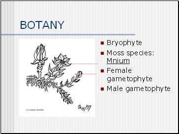 BOTANY