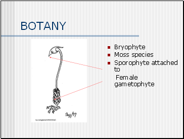 BOTANY