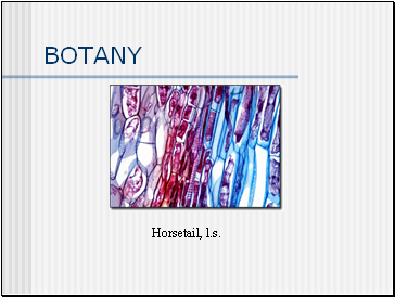 BOTANY