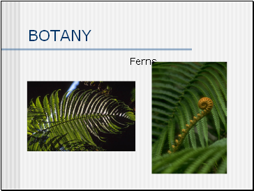 BOTANY