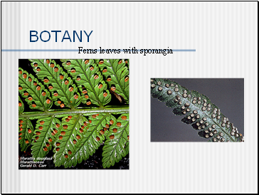 BOTANY