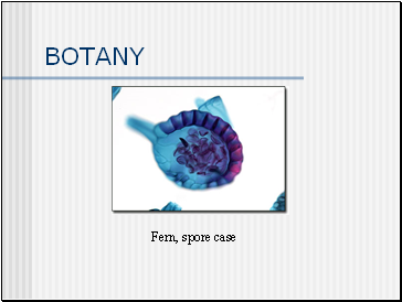 BOTANY