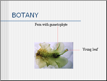 BOTANY