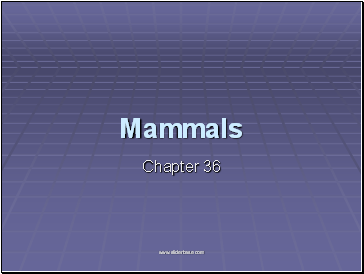 Mammals