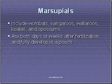 Marsupials