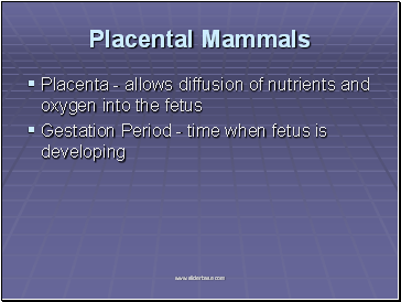 Placental Mammals