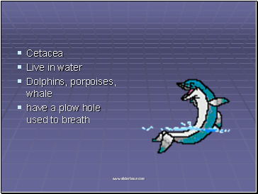 Cetacea