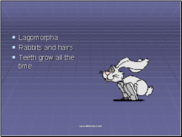 Lagomorpha