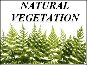 Natural Vegetation