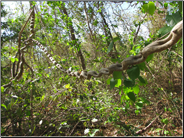 Natural Vegetation