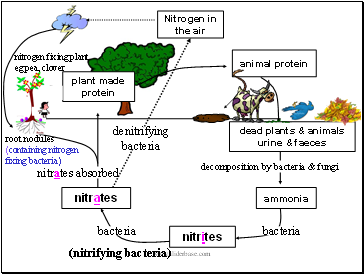 Nitrogen cycle