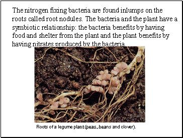 The nitrogen fixing bacteria