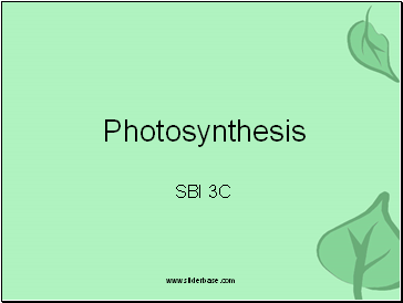 Photosynthesis & Chloroplasts