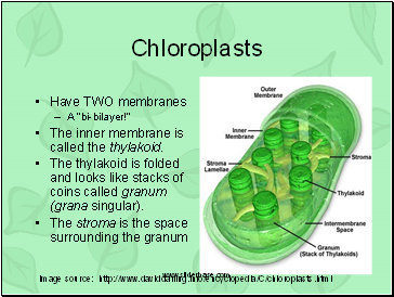 Chloroplasts