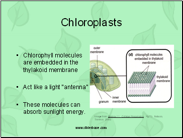 Chloroplasts