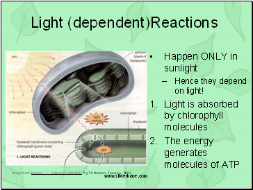 Light (dependent)Reactions