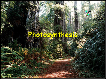 Photosynthesis