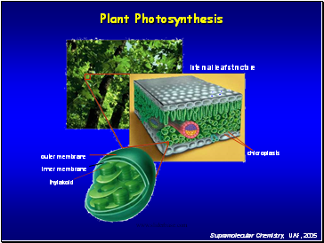 internal leaf structure