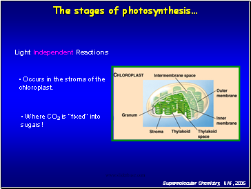 Light Independent Reactions